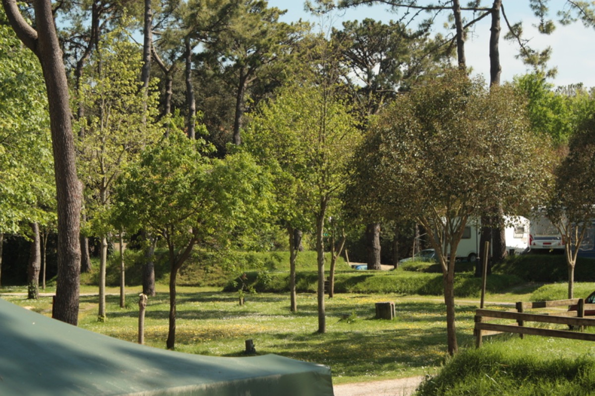 Parcelas verdes con árboles en Camping El Rosal, Cantabria
